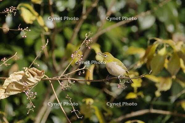 メジロ [XEX110004323]