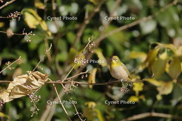 メジロ [XEX110004324]