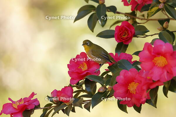 メジロ [XEX110004326]