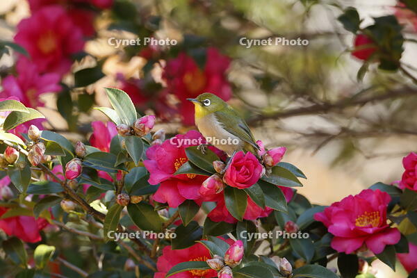 メジロ [XEX110004327]