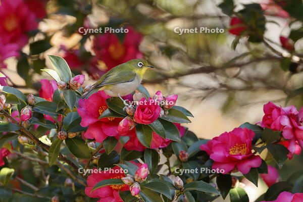 メジロ [XEX110004328]