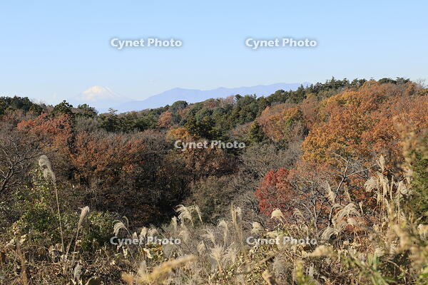 紅葉と富士山 [XEX110004329]