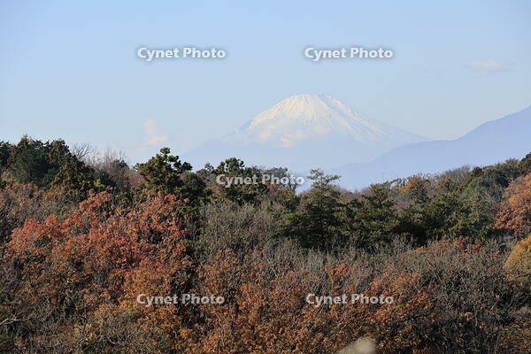 紅葉と富士山 [XEX110004330]