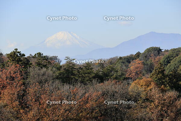 紅葉と富士山 [XEX110004331]