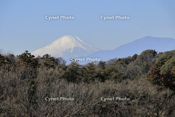 冬枯れと富士山 [XEX110004332]