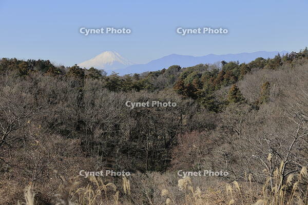 冬枯れと富士山 [XEX110004333]