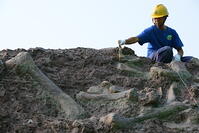 A Chinese worker excavates dinosaur fossils concentrated in a wall 150 meters long, 2 meters deep and 8 meters tall, at the excavation site in Laojun village, Pu'an town, Yunyang county, Chongqing, China, 28 June 2017. [IMC111460051]