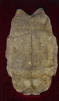 Archives: Oracle Bone Inscriptions [IMC111460124]