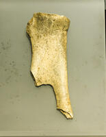 The Nanjing Museum is exhibiting oracle bone inscriptions (materials). [IMC111460126]