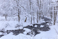 雪降る長瀬川 [NHI110042646]