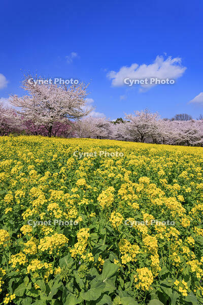 赤城南面千本桜と菜の花畑 [NHI110040721]
