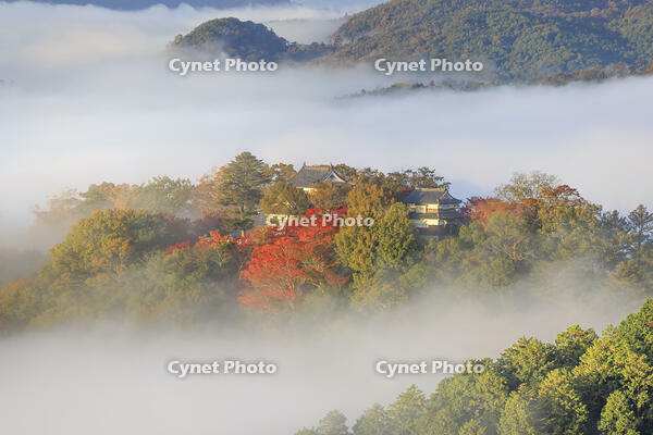 雲海に浮かぶ備中松山城 [NHI110042024]