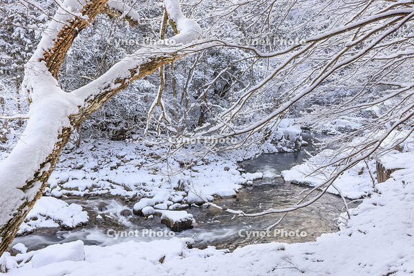 雪を纏った奥津渓 [NHI110042030]