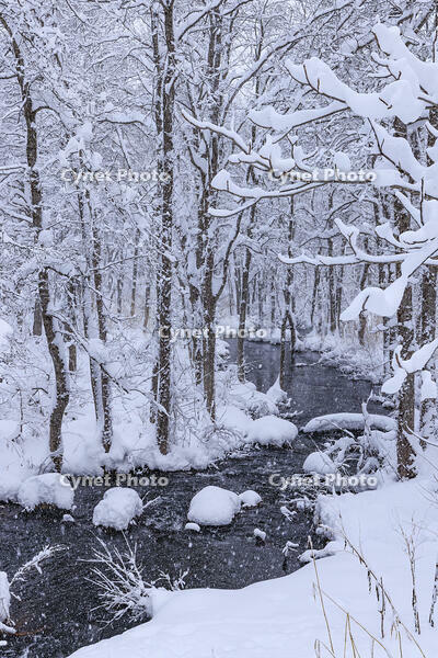 雪降る長瀬川 [NHI110042643]