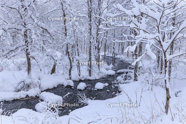 雪降る長瀬川 [NHI110042644]