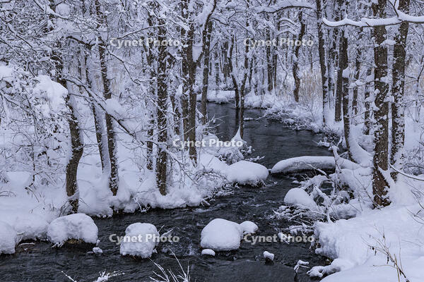 雪降る長瀬川 [NHI110042647]