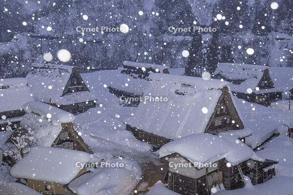 雪降る菅沼合掌造り集落の夜景 [NHI110043095]
