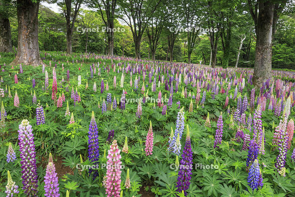 国営武蔵丘陵森林公園のルピナス [NHI110043457]