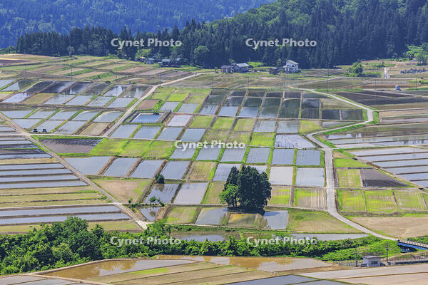 山本山高原から望む水田 [NHI110043527]