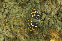 オオムラサキ（メス）の群れ [XIB110020988]