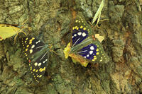 オオムラサキ（オス・メス）の群れ [XIB110020989]