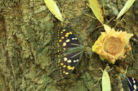 オオムラサキ（メス）の群れ [XIB110020990]