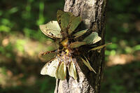 オオムラサキの群れ [XIB110020991]