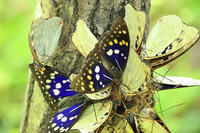 オオムラサキ（オス） [XIB110020992]