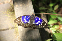 オオムラサキ（オス） [XIB110020993]