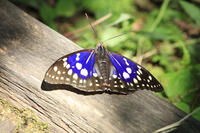 オオムラサキ（オス） [XIB110020994]