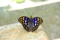 オオムラサキ（オス） [XIB110020995]