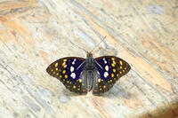 オオムラサキ（オス） [XIB110020996]