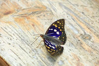 オオムラサキ（オス） [XIB110020997]