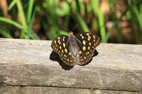 オオムラサキ（メス） [XIB110020998]