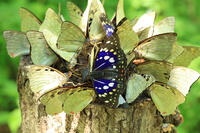 オオムラサキ（オス）の群れ [XIB110021002]