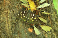 オオムラサキ（メス）の群れ [XIB110021003]