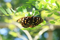 オオムラサキ（メス） [XIB110021004]