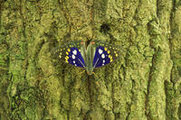 オオムラサキ（オス） [XIB110021006]