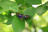 オオムラサキ（オス） [XIB110021008]