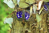 オオムラサキ（オス）の群れ [XIB110021009]