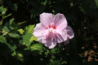 ムクゲ [XIB110021010]