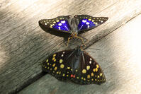 オオムラサキ（オスとメス） [XIB110021012]