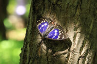 オオムラサキ（オス） [XIB110021013]