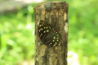 オオムラサキ（メス） [XIB110021014]