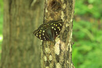 オオムラサキ（メス） [XIB110021015]