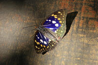 オオムラサキ（オス） [XIB110021016]