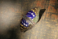 オオムラサキ（オス） [XIB110021017]