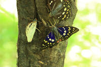 オオムラサキ（オス） [XIB110021019]