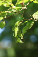 オオムラサキ・6令幼虫 [XIB110021020]