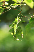 オオムラサキ・6令幼虫 [XIB110021021]